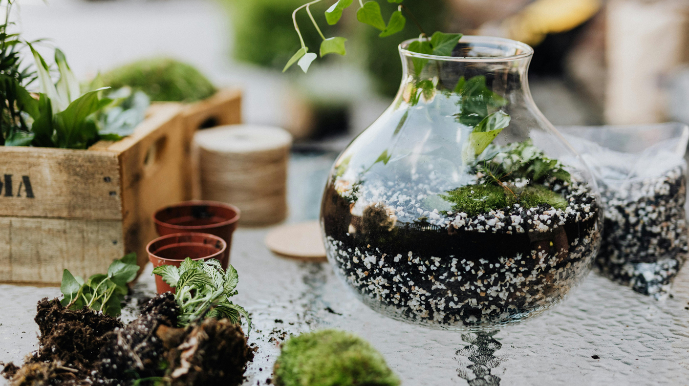 Glass vase filled with soil and greenery